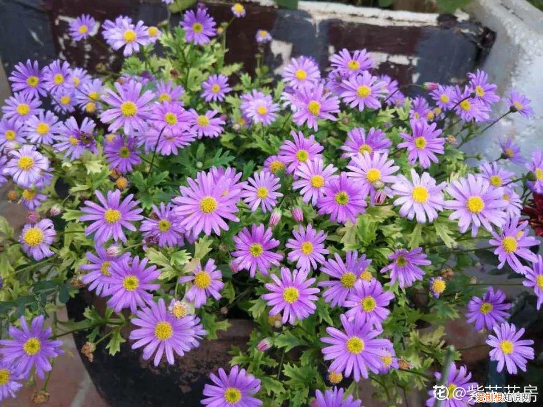 18种最好养的花,新手也能养爆盆,夏天开爆花吗，18种最好养的花，新手也能养爆盆，夏天开爆花