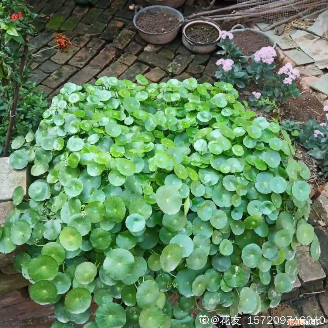 18种最好养的花,新手也能养爆盆,夏天开爆花吗，18种最好养的花，新手也能养爆盆，夏天开爆花