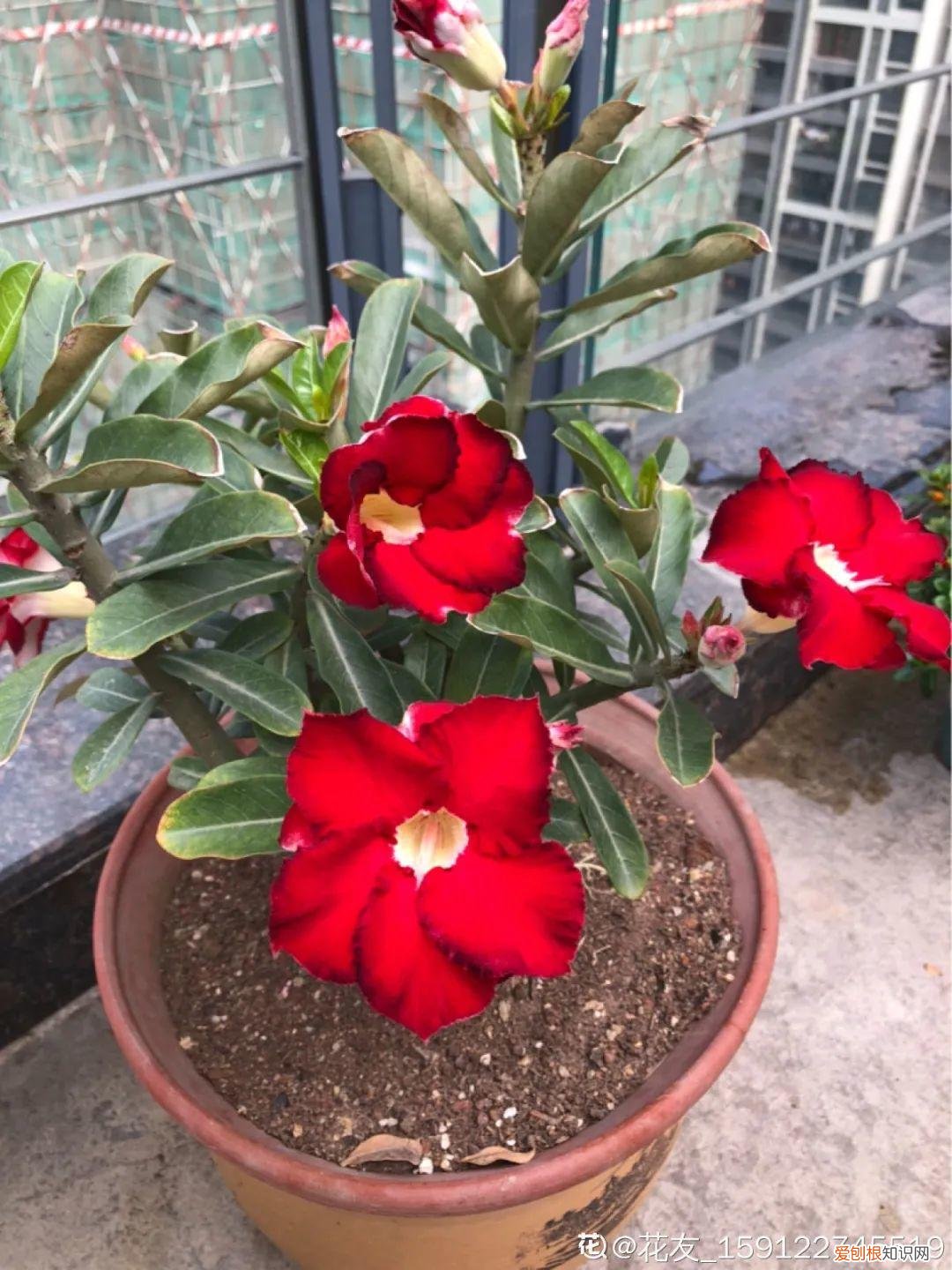 18种最好养的花,新手也能养爆盆,夏天开爆花吗，18种最好养的花，新手也能养爆盆，夏天开爆花