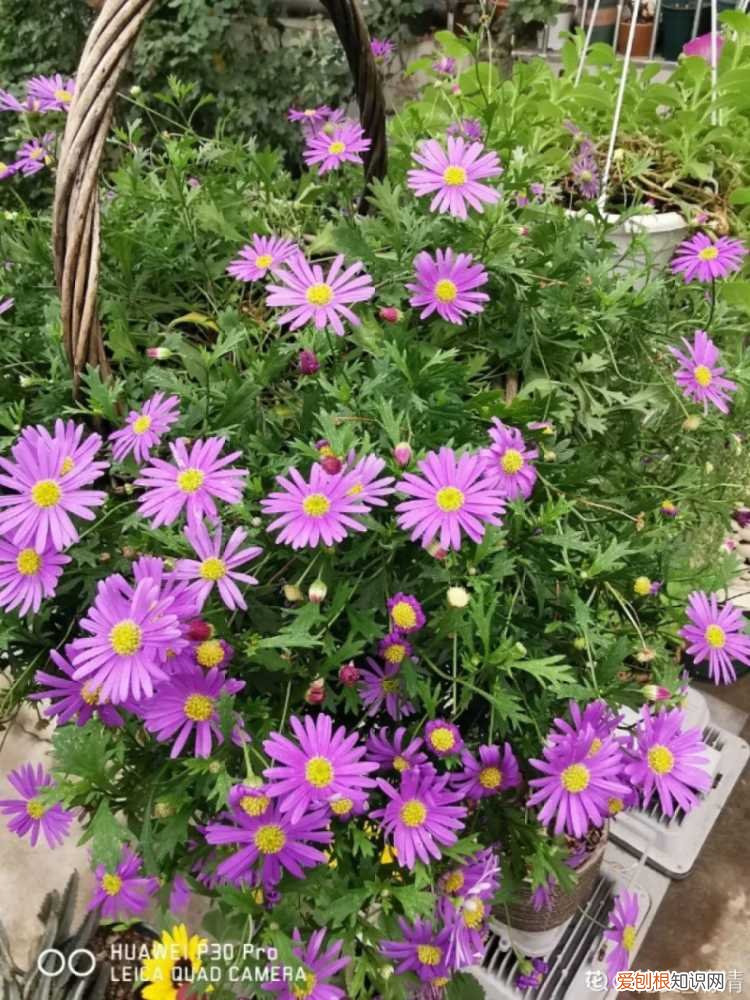 18种最好养的花,新手也能养爆盆,夏天开爆花吗，18种最好养的花，新手也能养爆盆，夏天开爆花