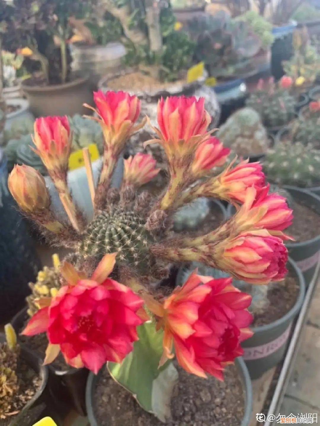 18种最好养的花,新手也能养爆盆,夏天开爆花吗，18种最好养的花，新手也能养爆盆，夏天开爆花