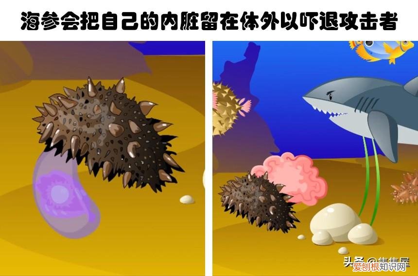 生物世界指什么动物，你甚至在生物课上都可能没听过的10个关于动物的有趣冷知识