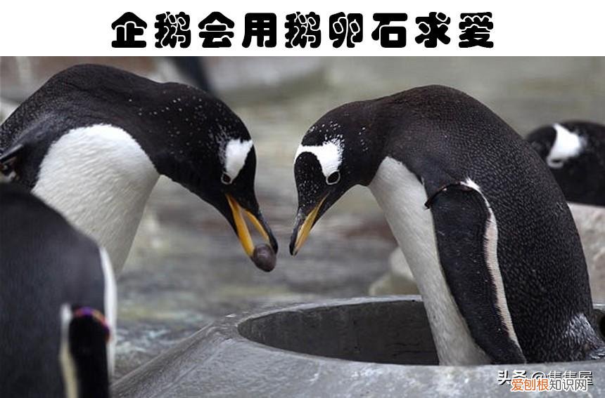 抓痒痒告诉我们一个什么道理,对老鼠挠痒痒,老鼠也会笑?盘点关于动物的7个有趣的冷知识