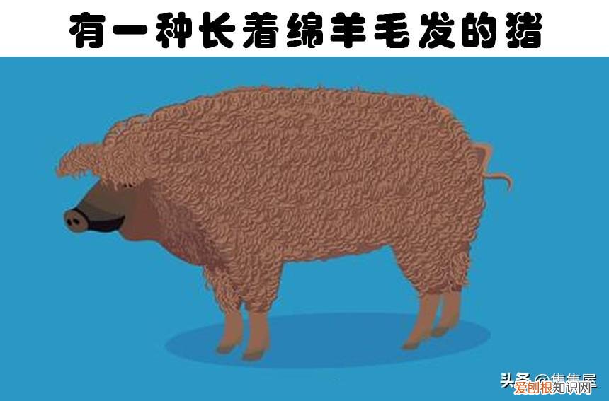 抓痒痒告诉我们一个什么道理,对老鼠挠痒痒,老鼠也会笑?盘点关于动物的7个有趣的冷知识