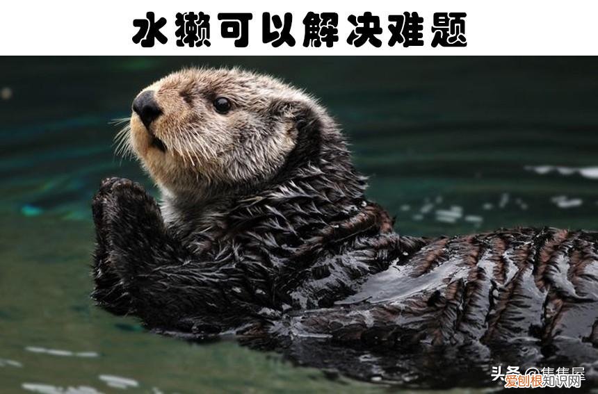 抓痒痒告诉我们一个什么道理,对老鼠挠痒痒,老鼠也会笑?盘点关于动物的7个有趣的冷知识