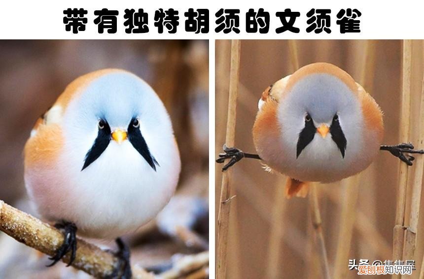 抓痒痒告诉我们一个什么道理,对老鼠挠痒痒,老鼠也会笑?盘点关于动物的7个有趣的冷知识