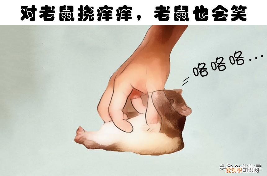 抓痒痒告诉我们一个什么道理,对老鼠挠痒痒,老鼠也会笑?盘点关于动物的7个有趣的冷知识