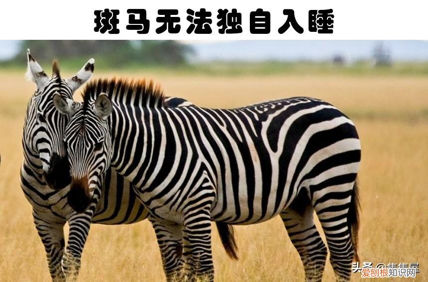 抓痒痒告诉我们一个什么道理,对老鼠挠痒痒,老鼠也会笑?盘点关于动物的7个有趣的冷知识