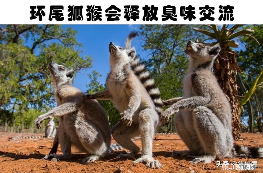 抓痒痒告诉我们一个什么道理,对老鼠挠痒痒,老鼠也会笑?盘点关于动物的7个有趣的冷知识