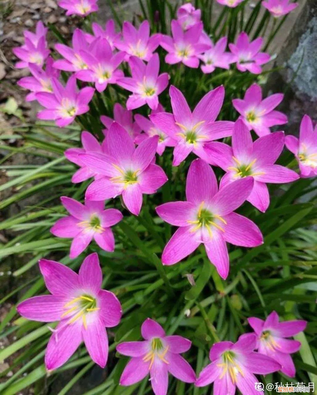 适合阳台种的四季都开的花，12种懒人花，一年四季都能开，阳台养花必备