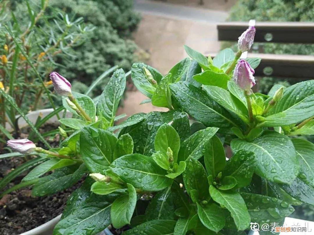 适合阳台种的四季都开的花，12种懒人花，一年四季都能开，阳台养花必备