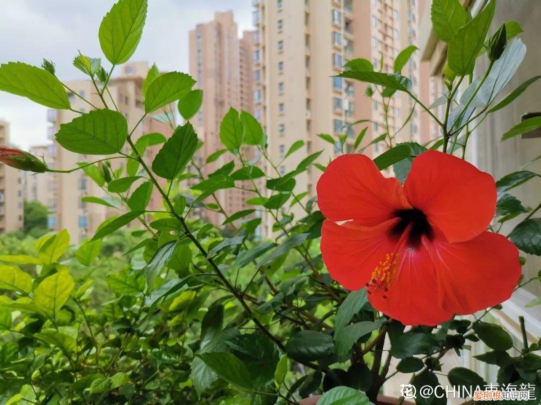 适合阳台种的四季都开的花，12种懒人花，一年四季都能开，阳台养花必备