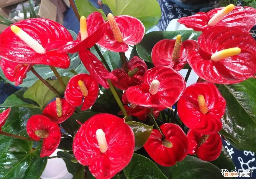 适合阳台种的四季都开的花，12种懒人花，一年四季都能开，阳台养花必备