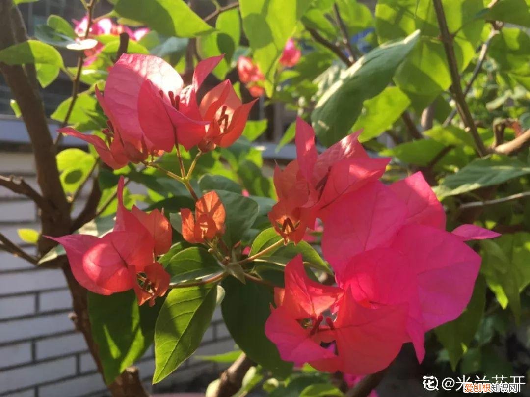 适合阳台种的四季都开的花，12种懒人花，一年四季都能开，阳台养花必备
