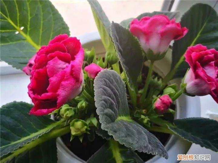 适合阳台种的四季都开的花，12种懒人花，一年四季都能开，阳台养花必备