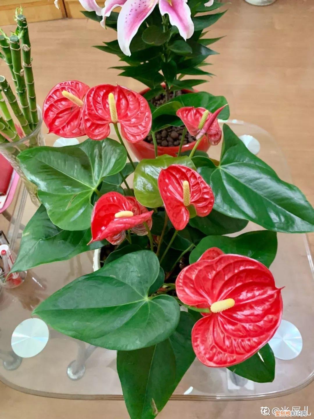 适合阳台种的四季都开的花，12种懒人花，一年四季都能开，阳台养花必备