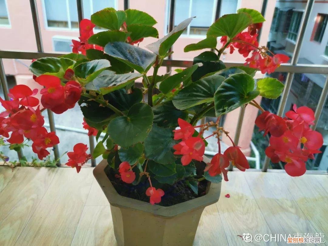 适合阳台种的四季都开的花，12种懒人花，一年四季都能开，阳台养花必备