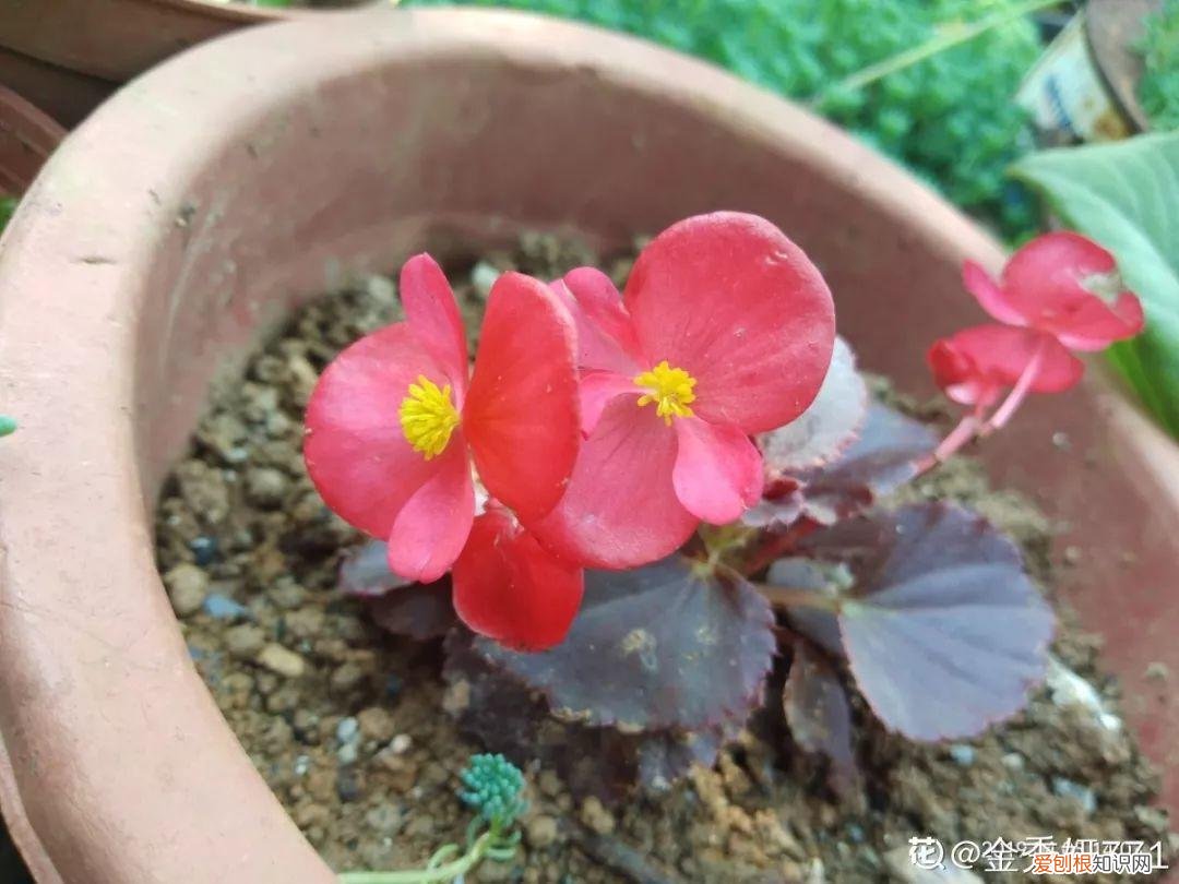 适合阳台种的四季都开的花，12种懒人花，一年四季都能开，阳台养花必备