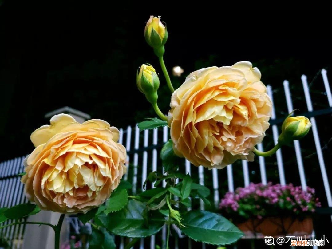 适合阳台种的四季都开的花，12种懒人花，一年四季都能开，阳台养花必备