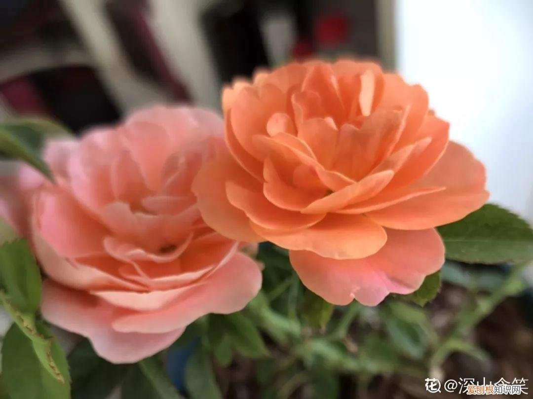 适合阳台种的四季都开的花，12种懒人花，一年四季都能开，阳台养花必备