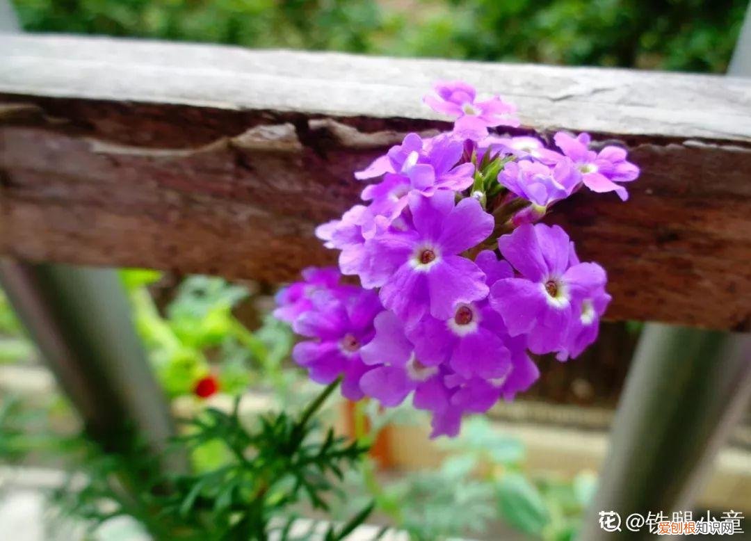 适合阳台种的四季都开的花，12种懒人花，一年四季都能开，阳台养花必备