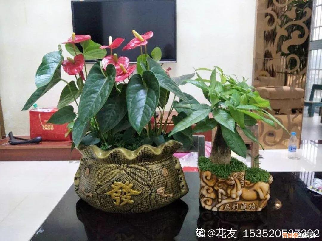 适合阳台种的四季都开的花，12种懒人花，一年四季都能开，阳台养花必备
