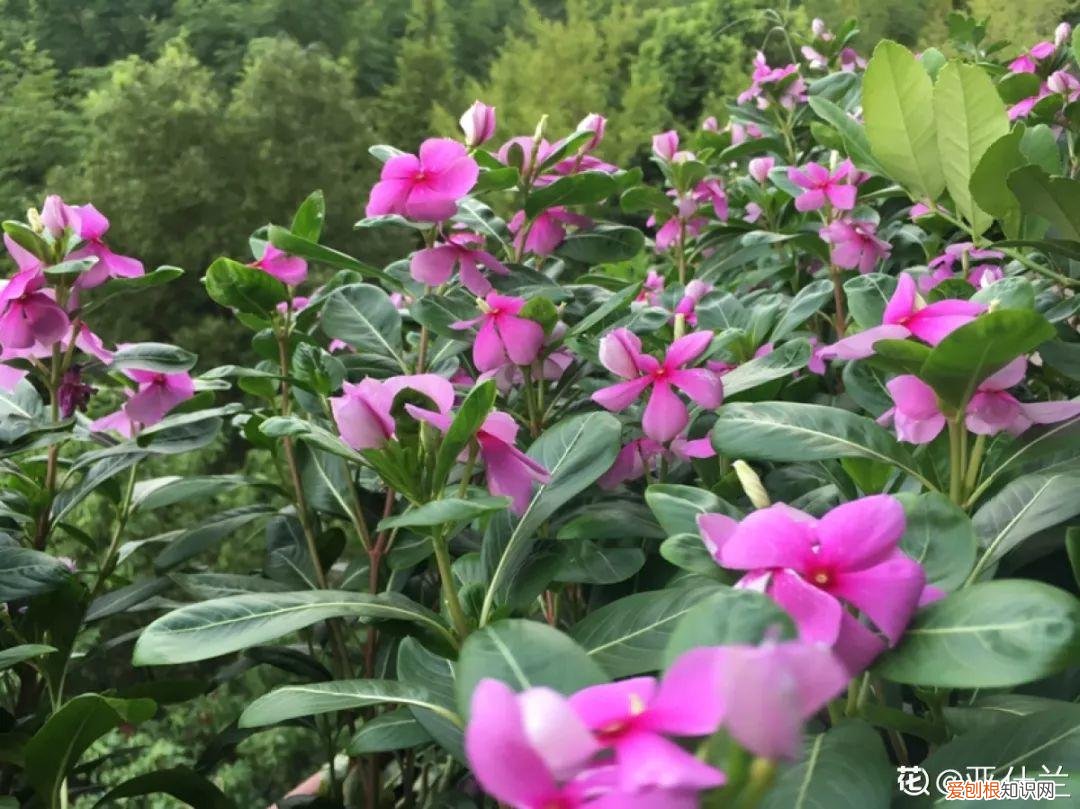 适合阳台种的四季都开的花，12种懒人花，一年四季都能开，阳台养花必备