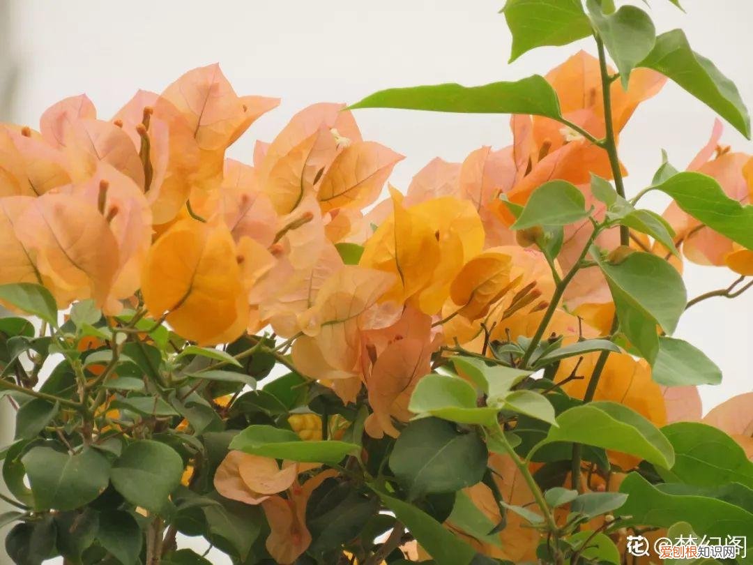 适合阳台种的四季都开的花，12种懒人花，一年四季都能开，阳台养花必备