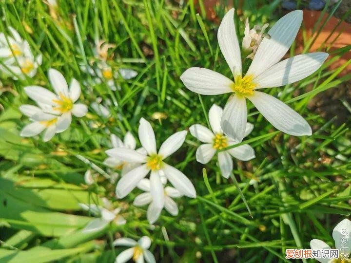 适合阳台种的四季都开的花，12种懒人花，一年四季都能开，阳台养花必备