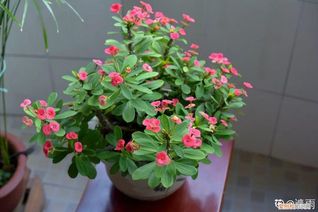 适合阳台种的四季都开的花，12种懒人花，一年四季都能开，阳台养花必备