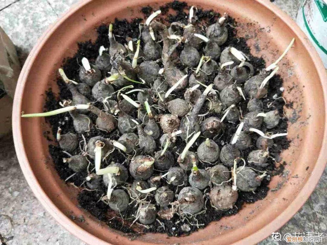 适合阳台种的四季都开的花，12种懒人花，一年四季都能开，阳台养花必备