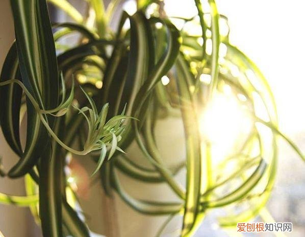 耐阴耐旱的花卉,20种懒人花,耐阴又耐旱,过年的时候别买错了!