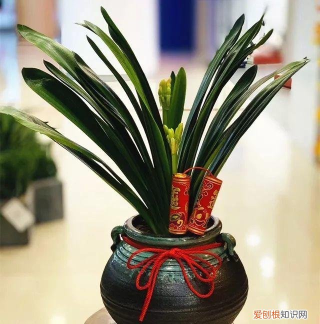 耐阴耐旱的花卉,20种懒人花,耐阴又耐旱,过年的时候别买错了!