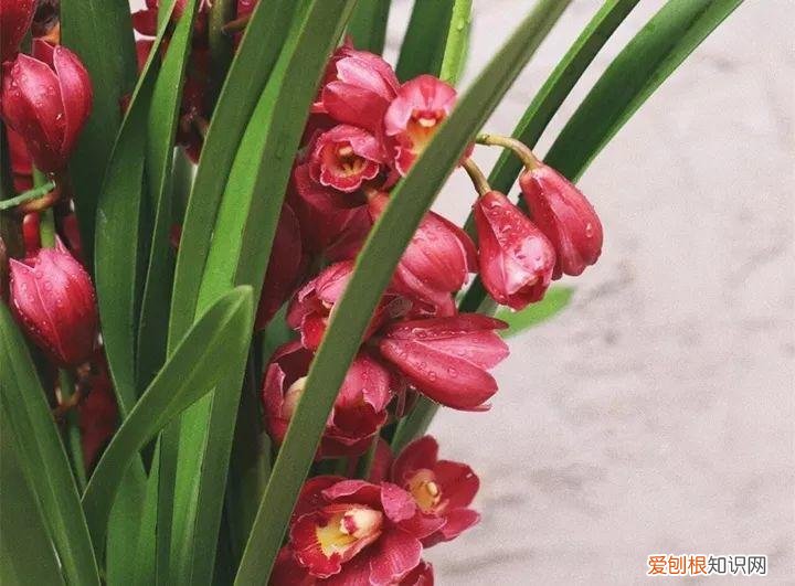 耐阴耐旱的花卉,20种懒人花,耐阴又耐旱,过年的时候别买错了!
