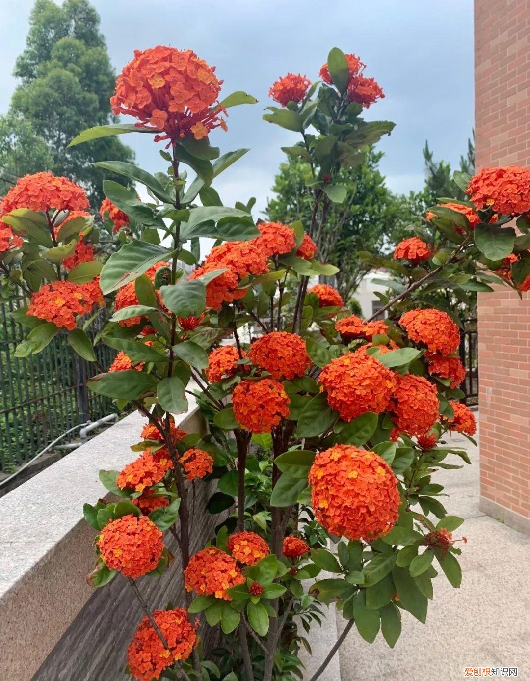 可以爆晒的花卉有哪些，这20种花，晒不死、热不死，天热一直狂开花