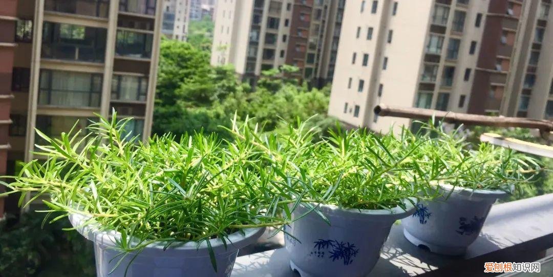 可以爆晒的花卉有哪些，这20种花，晒不死、热不死，天热一直狂开花