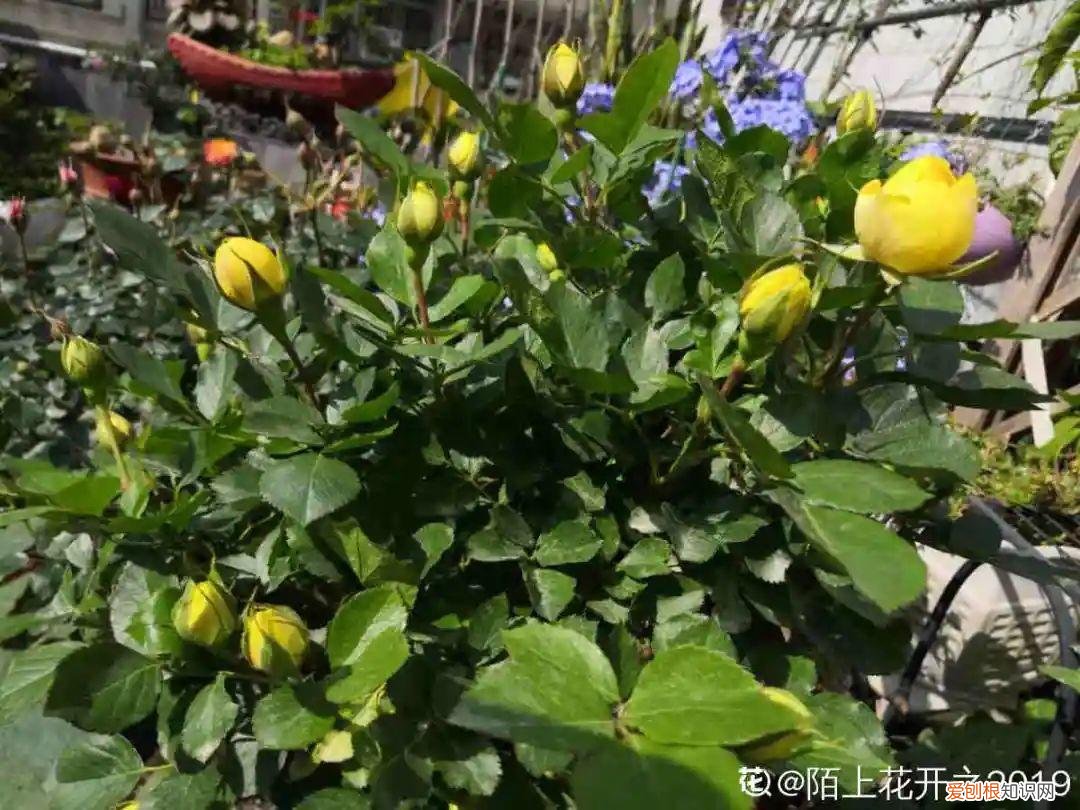 可以爆晒的花卉有哪些，这20种花，晒不死、热不死，天热一直狂开花