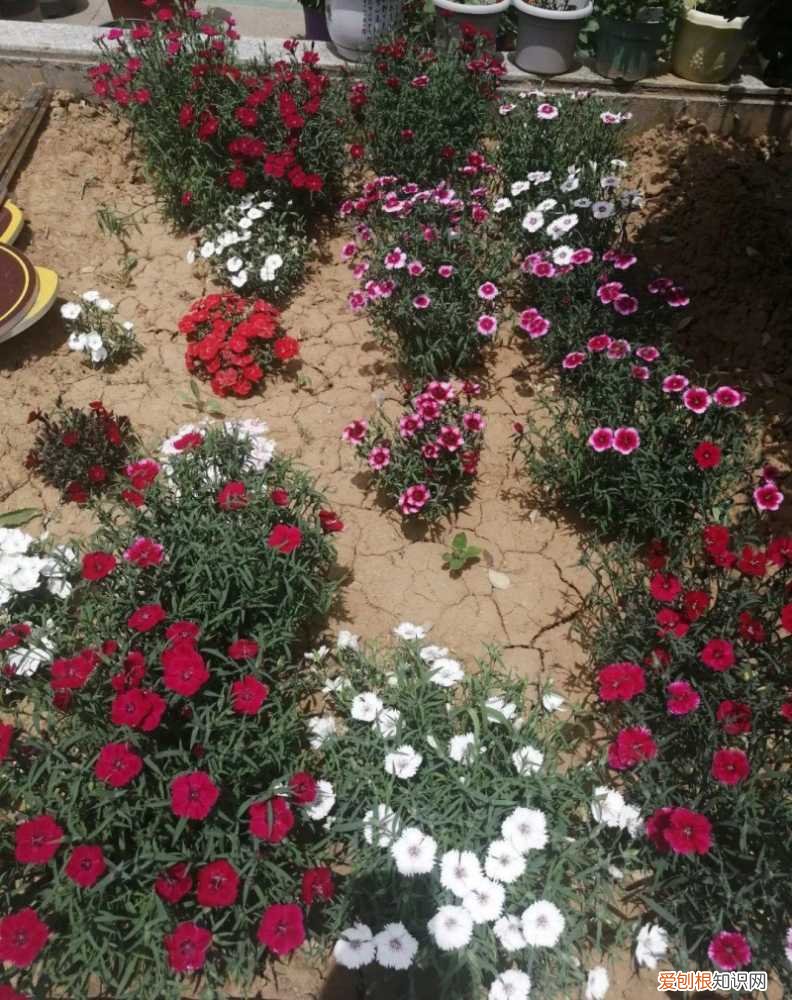 可以爆晒的花卉有哪些，这20种花，晒不死、热不死，天热一直狂开花