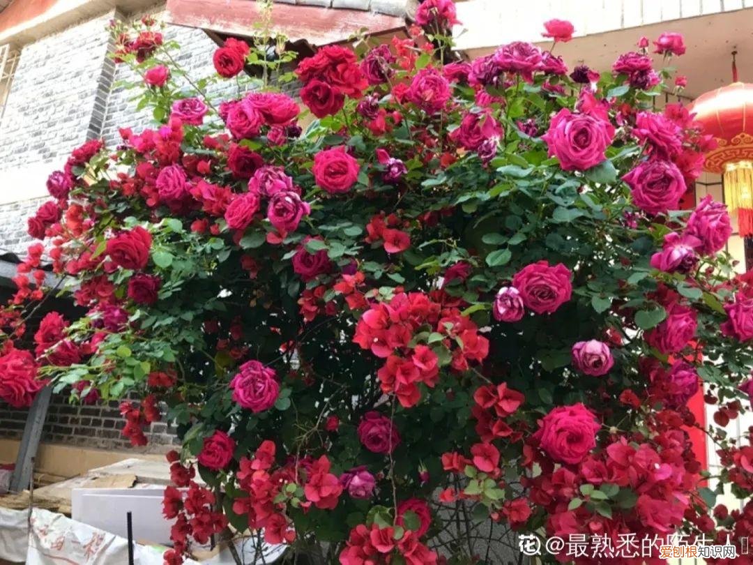 可以爆晒的花卉有哪些，这20种花，晒不死、热不死，天热一直狂开花