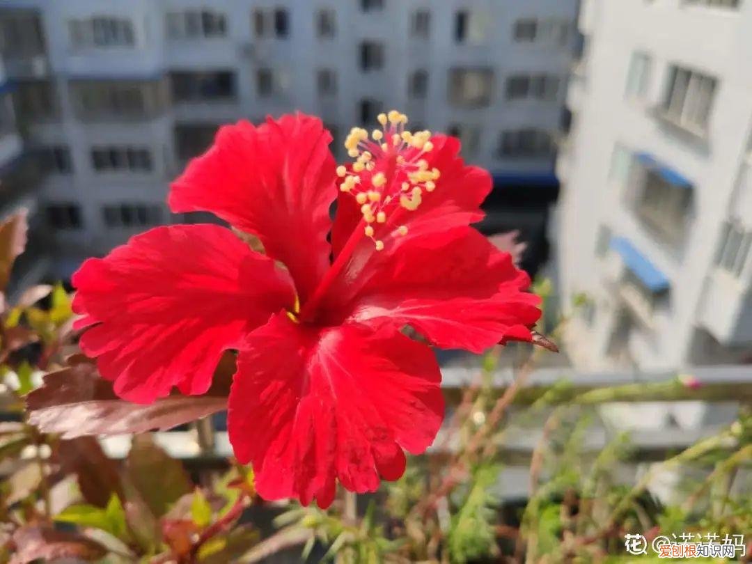 可以爆晒的花卉有哪些，这20种花，晒不死、热不死，天热一直狂开花