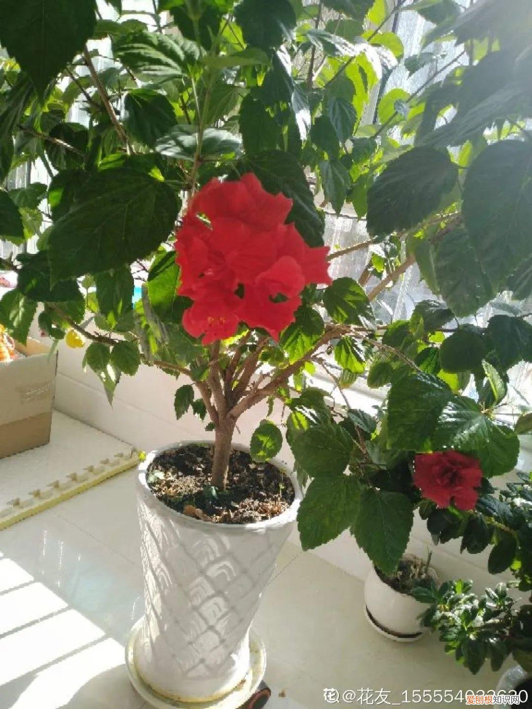 可以爆晒的花卉有哪些，这20种花，晒不死、热不死，天热一直狂开花