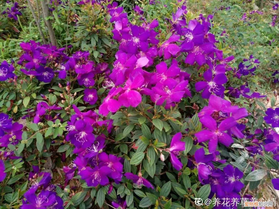 可以爆晒的花卉有哪些，这20种花，晒不死、热不死，天热一直狂开花
