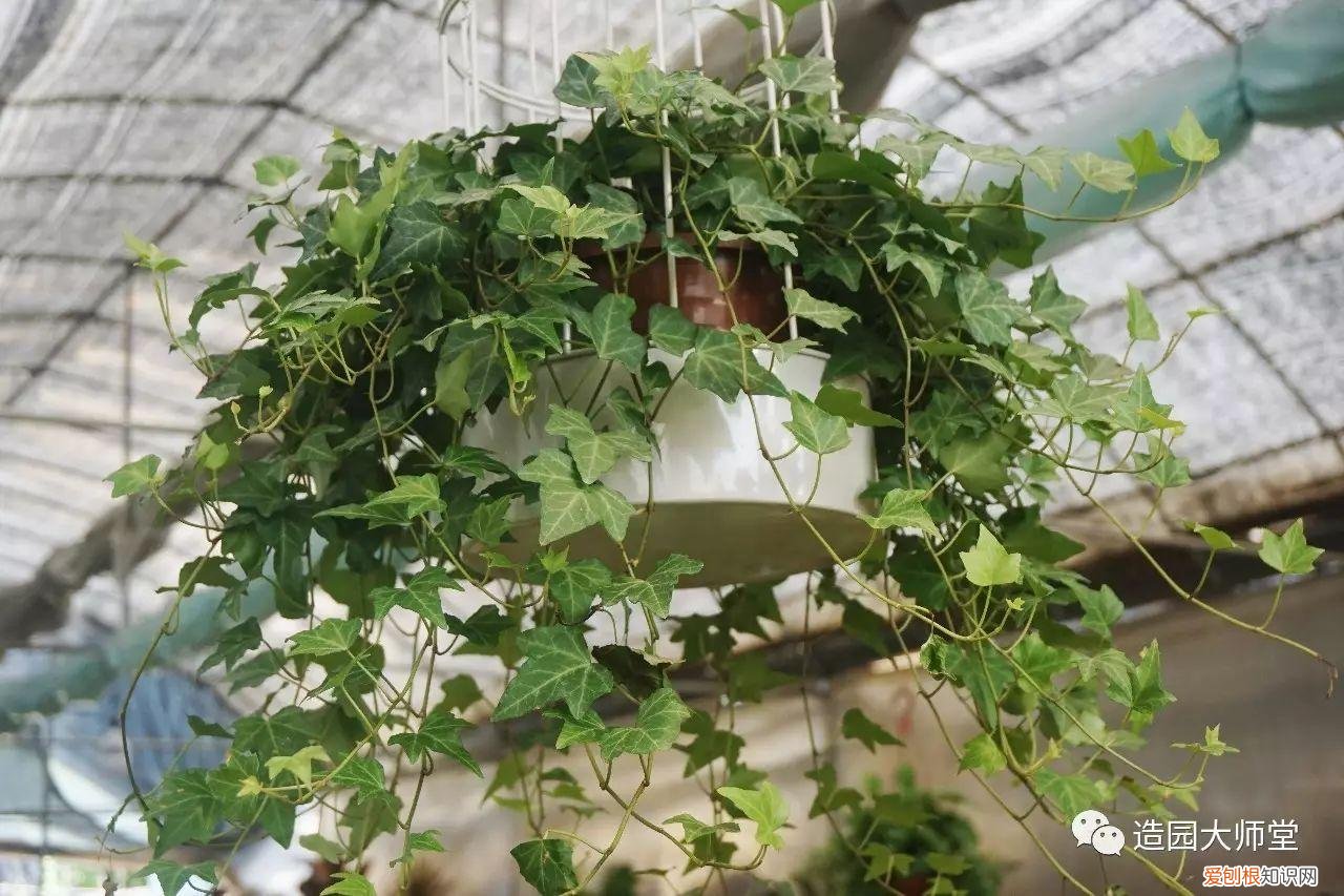 关于花木种植知识的书哪些好，植物记 | 跟着小编去藏书花木市场挑选貌美又好养的植物。