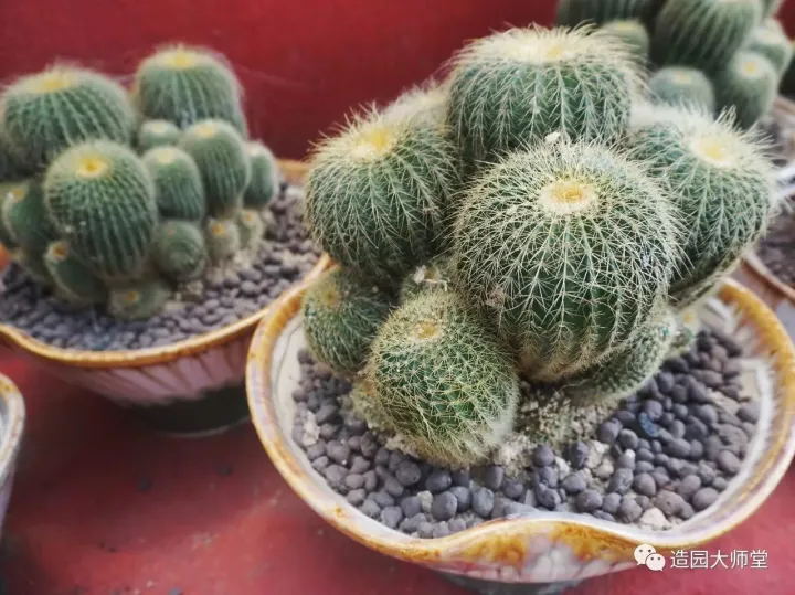 关于花木种植知识的书哪些好，植物记 | 跟着小编去藏书花木市场挑选貌美又好养的植物。