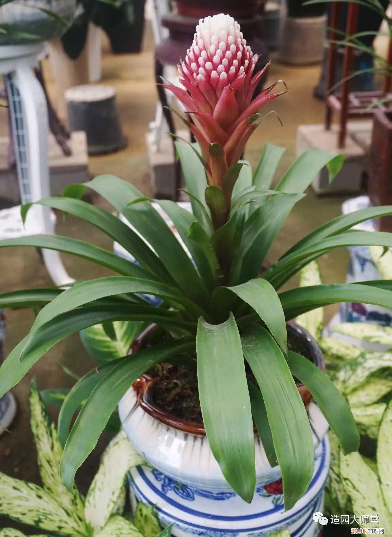 关于花木种植知识的书哪些好，植物记 | 跟着小编去藏书花木市场挑选貌美又好养的植物。