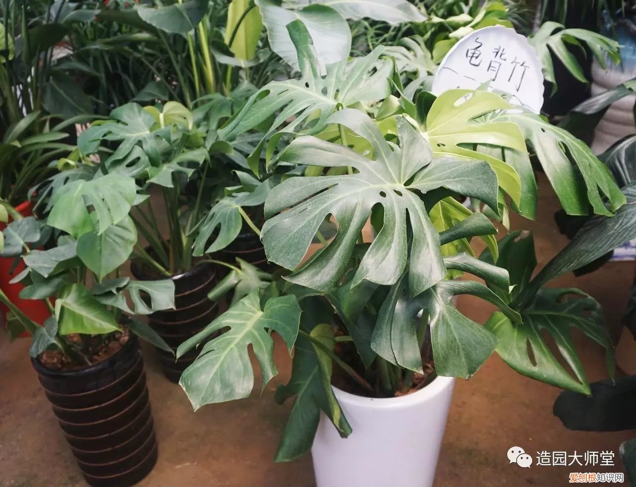 关于花木种植知识的书哪些好，植物记 | 跟着小编去藏书花木市场挑选貌美又好养的植物。