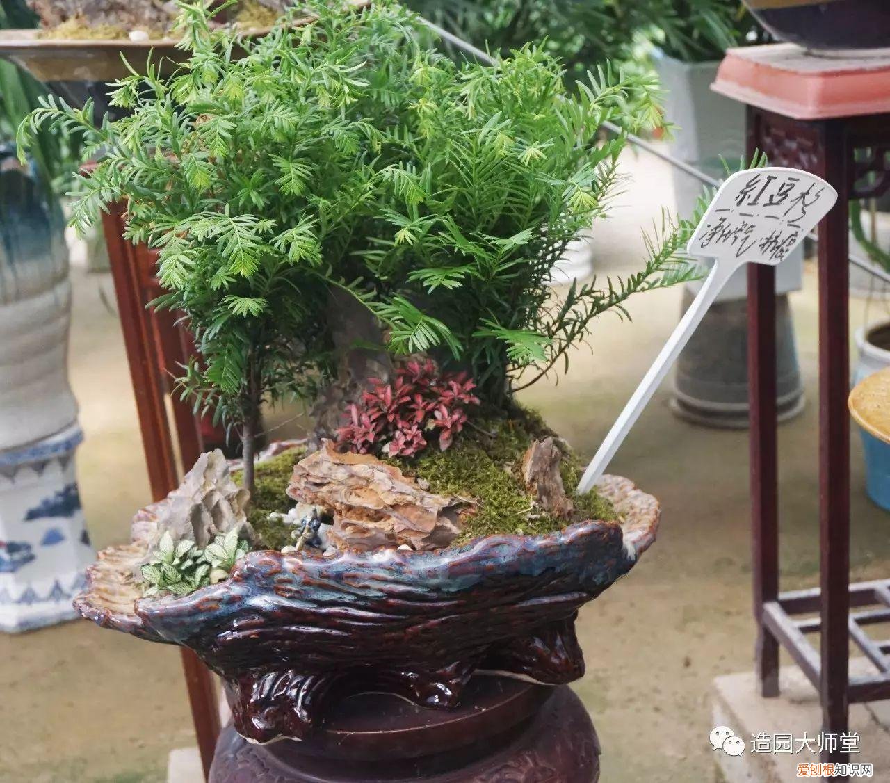 关于花木种植知识的书哪些好，植物记 | 跟着小编去藏书花木市场挑选貌美又好养的植物。