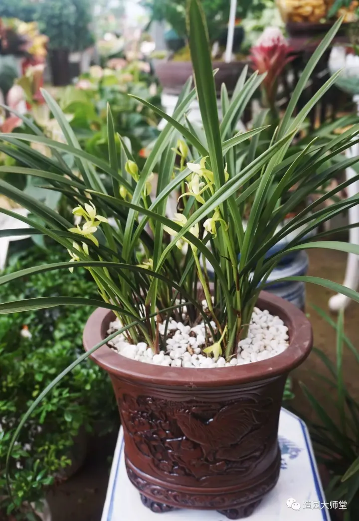 关于花木种植知识的书哪些好，植物记 | 跟着小编去藏书花木市场挑选貌美又好养的植物。