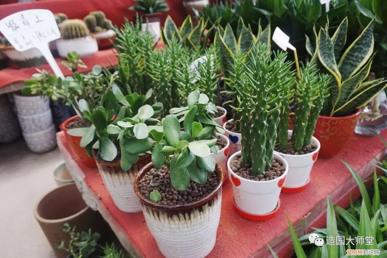 关于花木种植知识的书哪些好，植物记 | 跟着小编去藏书花木市场挑选貌美又好养的植物。