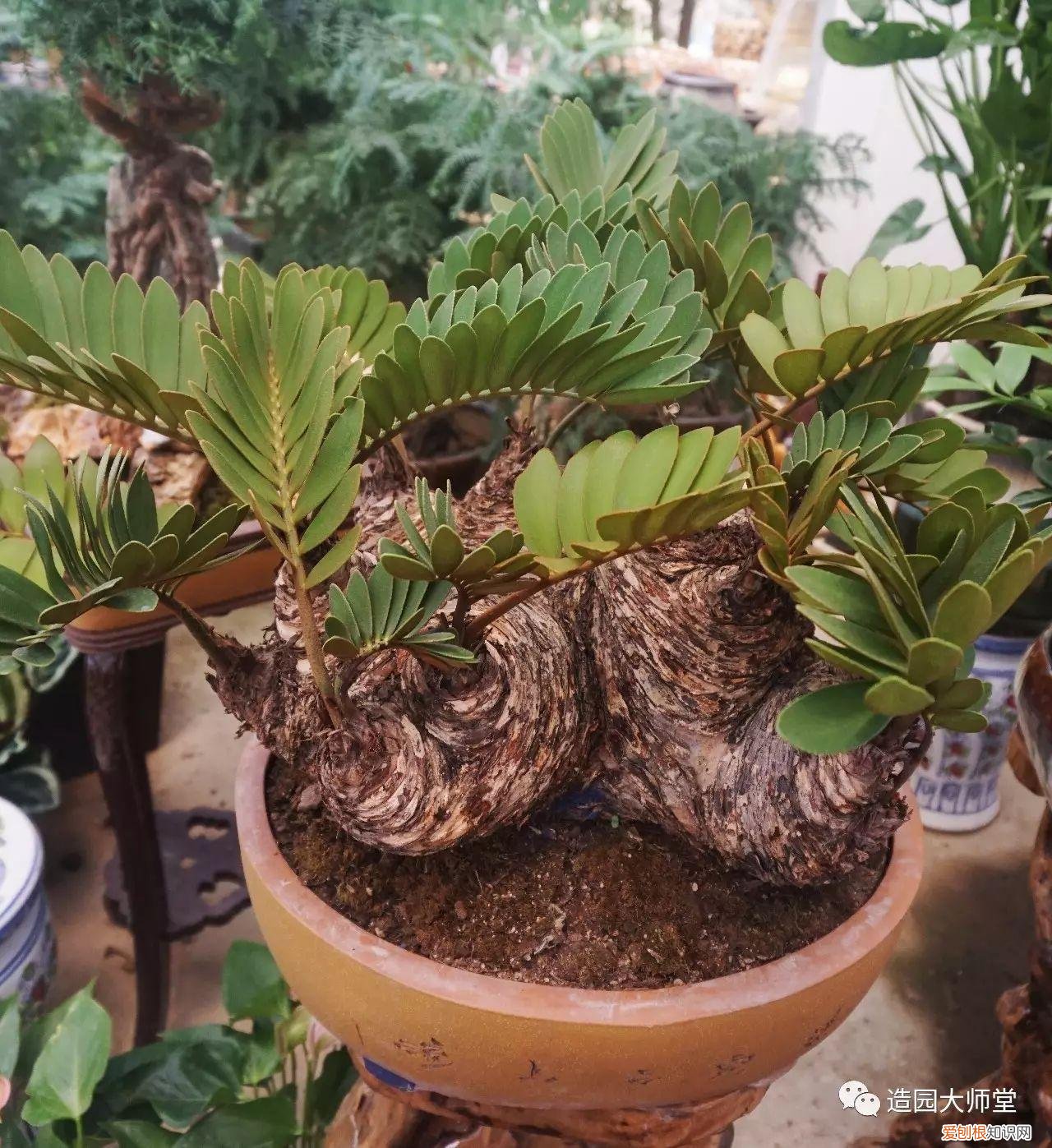 关于花木种植知识的书哪些好，植物记 | 跟着小编去藏书花木市场挑选貌美又好养的植物。